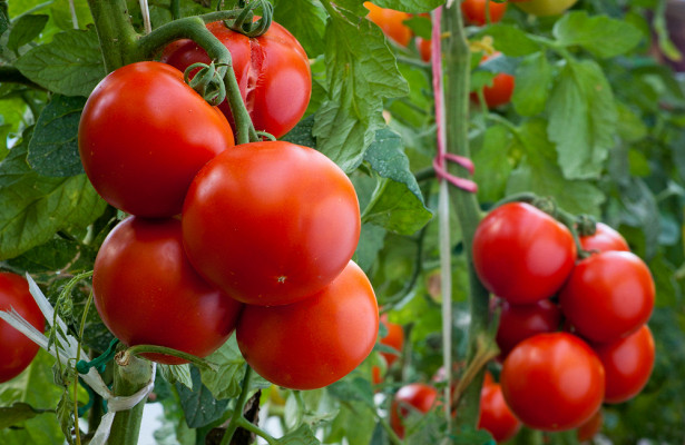 Насколько помидоры полезны для организма